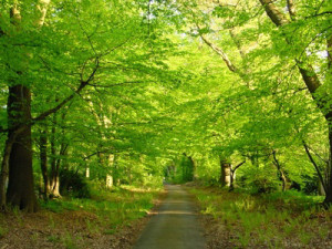 waldweg_fotolia_563595_xs